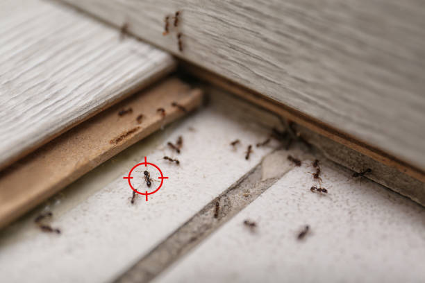 Best Affordable Pest Control Services  in Peabody, KS