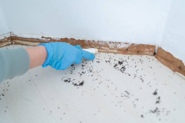 Trusted Peabody, KS Pest Control Experts